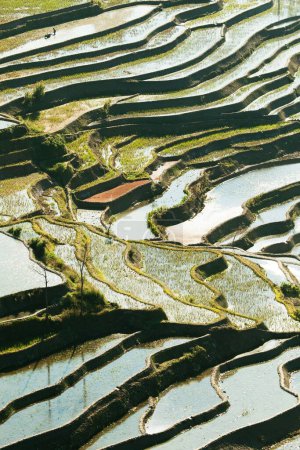 Photo for Rice field terrace, yunnan, china - Royalty Free Image