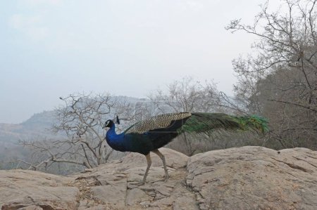 Indian Peafowl, Pavo cristatus, also known as the Common Peafowl or the Blue Peafowl