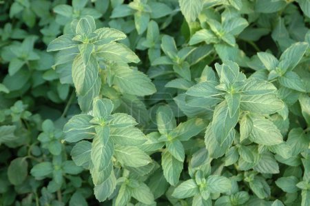 Spices , Health , Medicinal Plant , Herb , Japanese Mint , Mentha Arvensis , Lamiaceae , Green Plant , Cultivation , Aroma Test , Fragrance