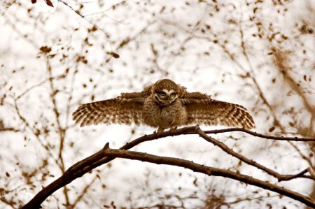 Photo for Spotted owlet athene brama staring , Ranthambore national park , Rajasthan , India - Royalty Free Image