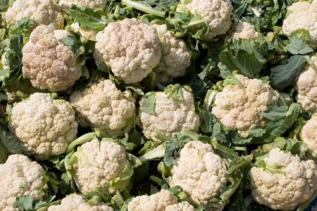 Photo for Vegetable , Cauliflowers set in India - Royalty Free Image