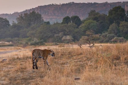 Image grand angle d'un tigre sauvage dans le parc national de Ranthambhore, Inde