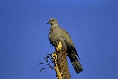 Vögel, Farbige Taube oder Ringeltaube (Streptopelia decaocto), Alwar, Rajasthan, Indien