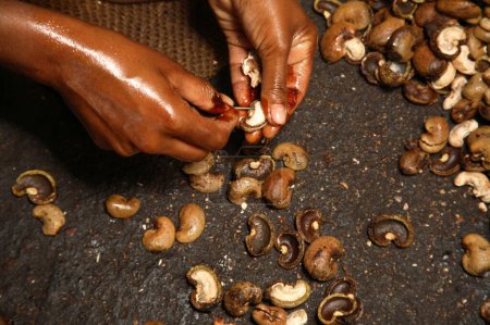 Extracción manual de la nuez de anacardo de media parte de la semilla con ayuda de pasador de acero en la fábrica; región de Konkan; Maharashtra; India