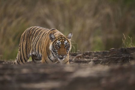 Bengal Tiger in Ranthambhore national park, rajasthan, India, Asia