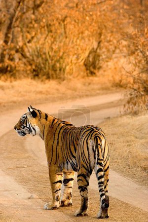 Tiger Panthera Tigris  Bengal tiger in Ranthambhore Tiger reserve national park ; Rajasthan ; India