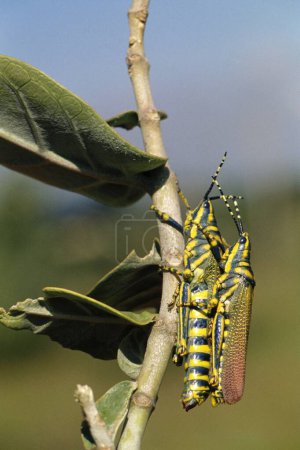 Insects ,  Painted Mating Grasshopper