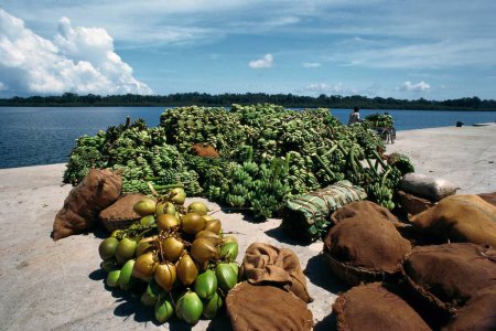 Téléchargez les photos : Bananes et noix de coco à Havelock Jetty, Port Blair, Andaman Island, Inde - en image libre de droit