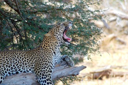 Foto de Leopardo (Pantera) Panthera Pardalis Mamífero en peligro de extinción, África Oriental, Kenia - Imagen libre de derechos