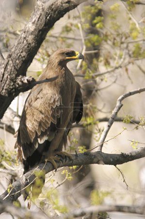 Vögel, Steppenadler, Seeadler, Aquila nipalensis, Greifvogel, Shimla, Himachal Pradesh, Indien