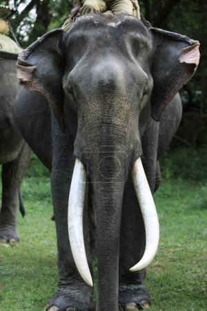 Photo for Asiatic Elephant ( Elephas maximus ) with long ivory tusks from Kaziranga National Park ; Assam ; India - Royalty Free Image