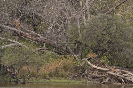 Cachorros tigre de Bengala trepando árboles en el parque nacional Ranthambhore, Rajasthan, India, Asia