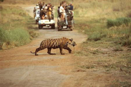 Photo for Tourists watching Tiger walking (Panthera tigris), Bandhavgarh National Park, Madhya Pradesh, India - Royalty Free Image
