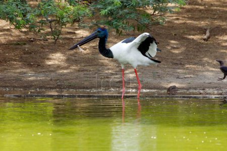 Black necked Stork bird ; Delhi zoo; Delhi ; India