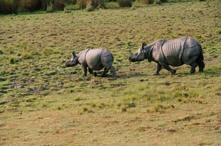 Téléchargez les photos : Rhinocéros des cornes Rhinocéros unicornes, Inde - en image libre de droit