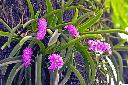 Orchid, rhyncostylis retutsa called foxtail orchids, Darjeeling, Kalimpong, West Bengal, India 