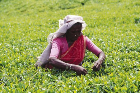 Foto de Mujer arrancando hojas de té, jardín de té, fábrica de té de hotel, nuwareliya, srilanka, India - Imagen libre de derechos