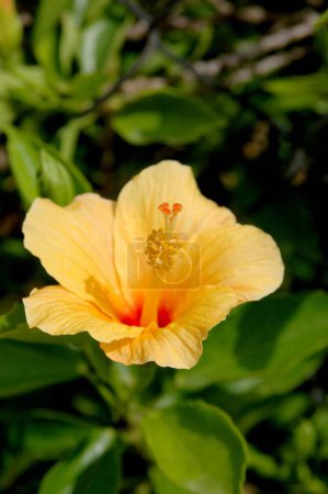 Téléchargez les photos : Fleur, Jaswand jaune, Hibiscus, rosa sinensis, Plante médicinale ayurvédique, Inde - en image libre de droit