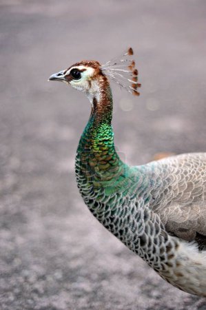 Female peacock Khajuraho Madhya Pradesh India Asia