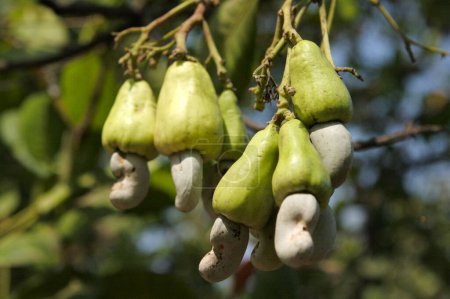 Photo for Cashew nut ; Maharashtra ; India - Royalty Free Image