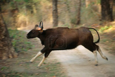 Bison Running Gaur Bos gaurus , Kanha National Park , Madhya Pradesh , India