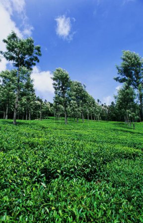 Tea Plantations at Kotagiri , Tamil Nadu , India