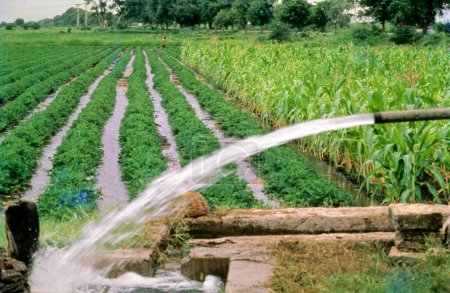 riego; cultivos que crecen en el campo de riego; bomba de agua; India