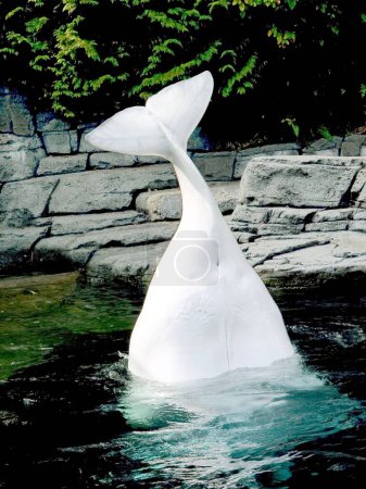 Foto de Peces, belugas (ballenas blancas) acuario en Vancouver Canadá - Imagen libre de derechos