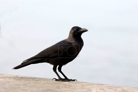 Téléchargez les photos : Oiseaux ; Corbeau commun perché sur le mur de parapet à Marine Drive ; Bombay Mumbai ; Maharashtra ; Inde - en image libre de droit