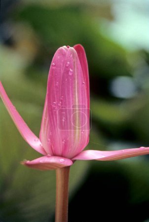 Foto de Dos brotes de flor de loto (nelumbo nucifera) - Imagen libre de derechos