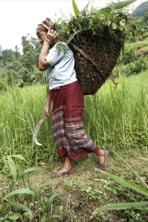 Foto de Mujer rural que lleva cubo, Pastanga; Sikkim, India - Imagen libre de derechos