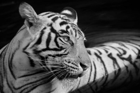 Foto de Retrato infrarrojo en blanco y negro de un tigre salvaje sentado en un pozo de agua en el parque nacional Ranthambhore en la India - Imagen libre de derechos