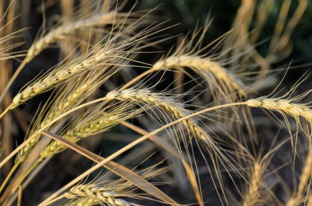 Photo for Wheat field, pune maharashtra in India - Royalty Free Image