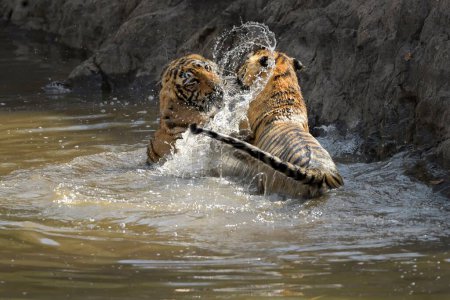 Téléchargez les photos : Deux petits tigres sauvages sous-adultes jouant dans un trou d'eau pendant les étés chauds et secs dans la réserve de tigres de Ranthambhore en Inde - en image libre de droit