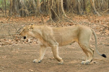 Lion, parc national de Gir, Gujarat, Inde, Asie