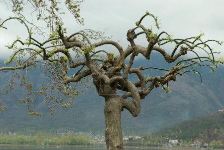 Saibling Chinar Bäume am Dal Lake Jammu und Kaschmir Indien Asien