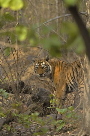 Tigre salvaje en su muerte de ciervo en el hábitat caducifolio seco en la reserva de tigre de Ranthambore, India