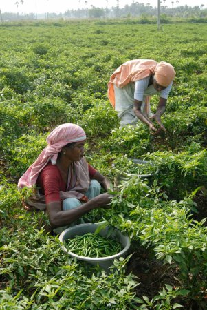 Téléchargez les photos : Capsicum Annuum Lin cultivé dans les champs, Inde - en image libre de droit