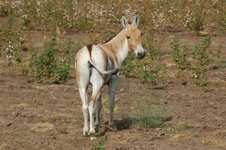Téléchargez les photos : Wild Ass Equus Hemionus Pallas in cotton field ; Gujarat ; India - en image libre de droit