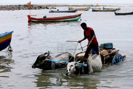 Téléchargez les photos : Les villageois locaux ont pris leur chariot à taureaux dans la mer près du fort Uderi du 16ème siècle construit par Chhatrapati Shivaji Maharaj dans le district de Raigad du Maharashtra ; Inde - en image libre de droit