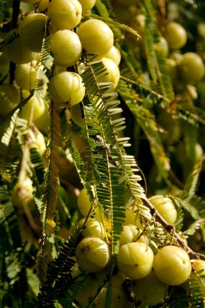Amla Gooseberries Emblic Myrobalan Phyllanthus Emblica medicina tónica ayurvédica de invierno en plantas en Junagadh; Gujarat; India