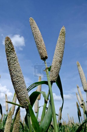 Pearl millet field Padhegaon Shrirampur Ahmednagar Maharashtra India Asia