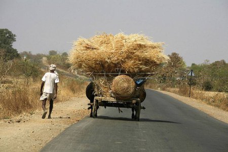 Foto de Hombre caminando con carreta de toros llevando la cosecha de oro de trigo que pasa por la carretera Bhopal en Madhya Pradesh; India - Imagen libre de derechos