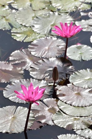 Two pink lotus flower with bud in pond, Nelumbo nucifera, sacred lotus, Laxmi lotus, Indian lotus, Chikhli, Navsari, Gujarat, India, Asia