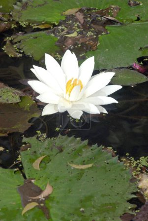 White lotus with yellow farina nelumbo nucifera at Saras Baug ; Pune ; Maharashtra ; India