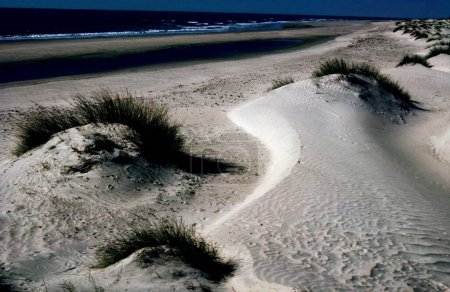 Dunes de sable à Ravalpir, Kutch, Gujarat, Inde