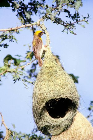 Photo for Birds ; Baya Weaver Bird's Nest ; india - Royalty Free Image