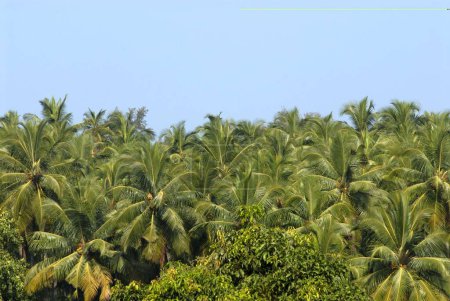 Dichte Kokospalmen; oberer Teil; Harihareshwar; Konkan-Region; Distrikt Raigad; Maharashtra; Indien