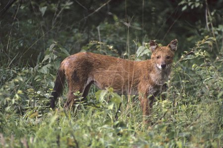 Foto de Wild Dog or Dhole (Cuon alpinus) , Bandipur wildlife sanctuary , Karnataka , India - Imagen libre de derechos