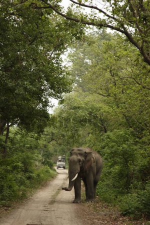 Tusker éléphant asiatique Elephas maximus dans Corbett Tiger Reserve ; Uttaranchal ; Inde